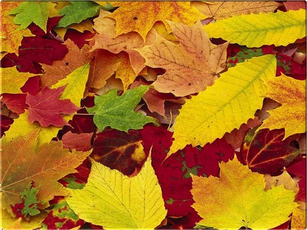 autumn leavas