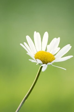 skoro vyrusknoj